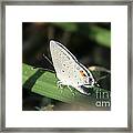 Rita Blue Butterfly Framed Print