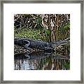 Road To Immokalee Framed Print