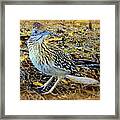 Roadrunner Ready Framed Print