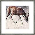 Roe Buck - Winter Framed Print