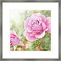 Romantic Roses In Pink Framed Print