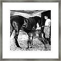 Ronald Reagan On Tar Baby And Her Foal Framed Print