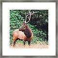 Roosevelt Bull Elk Framed Print