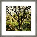 Roots Of Wisdom. Colorful Version. Wicklow Hills. Ireland Framed Print