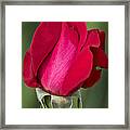 Rose Flower Series 1 Framed Print