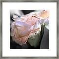 Rose. Part Of The Floral Arrangement My Framed Print