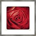 #rose #red #flower #beutyful #art Framed Print