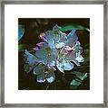 Rosebay Rhododendron 3b Framed Print