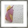 Rosy Maple Moth Framed Print