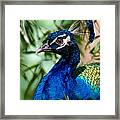 Royal Peacock Framed Print