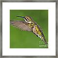 Ruby Throated Hummingbird Framed Print