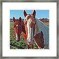 Ruff 'n Reddy Framed Print