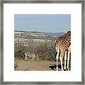 Safari Framed Print