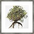 Sage Plant And Roots Framed Print