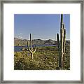 Saguaro Cactus At Bartlett Lake Arizona Framed Print