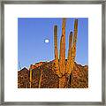 Saguaro Carnegiea Gigantea Cactus Framed Print