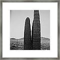 Saguaro's Eve Framed Print