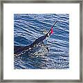 Sailfish Dance Framed Print