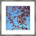 Sakura Framed Print