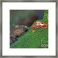 Sally Lightfoot Crab Framed Print