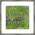 Sandhill Cranes And Chick Framed Print