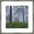 Saw Palmetto And Pine In Fog Framed Print