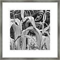 Scarecrow In The Corn Vertical Image Bw Framed Print