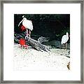 Scarlet Ibis And Spoonbills Framed Print