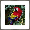 Scarlet Macaw - Guatemalan Rainforest Framed Print