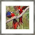Scarlet Macaws Framed Print