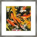 School Of Koi Framed Print