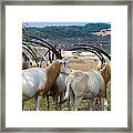 Scimitar-horned Oryx Framed Print