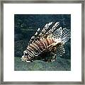 Scorpion Fish Framed Print