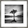 Scotland Milarrochy Tree Framed Print