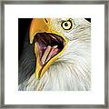 Screaming Eagle Portrait Framed Print