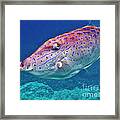 Scrolled File Fish - Up Close Framed Print