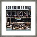 Sea Lions At Pier 39 San Francisco California . 7d14272 Framed Print