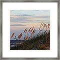 Sea Oats Blowing In The Wind Framed Print