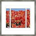 Sea Of Tulips Framed Print