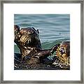 Sea Otter Enhydra Lutris Bachelor Male Framed Print