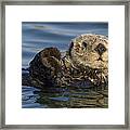 Sea Otter Monterey Bay California Framed Print