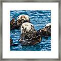 Sea Otter Naptime Framed Print