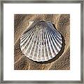 Sea Shell 2 Framed Print