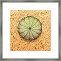 Sea Urchin Framed Print