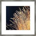 Seagrass In Gold Framed Print