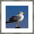 Seagull Framed Print