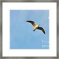 Seagull Framed Print