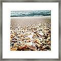 Seashells By The Seashore Framed Print
