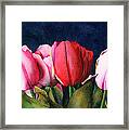 Sennelier Tulips Framed Print