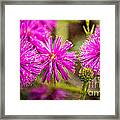 Sensitive Briar Framed Print